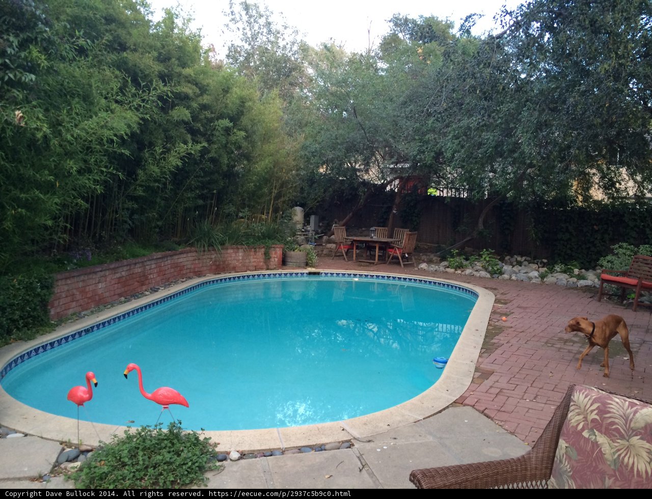 Flamingo Pool Paradise