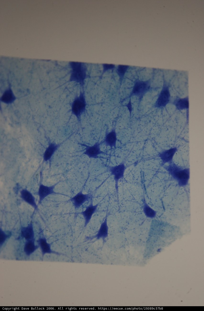 Sea Life Painting on Blue and White Paper