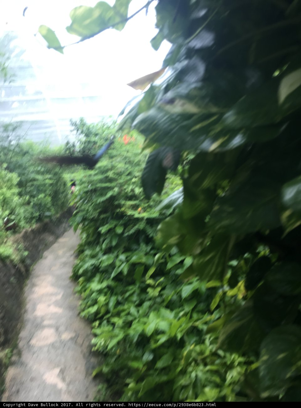 The Arbour Path