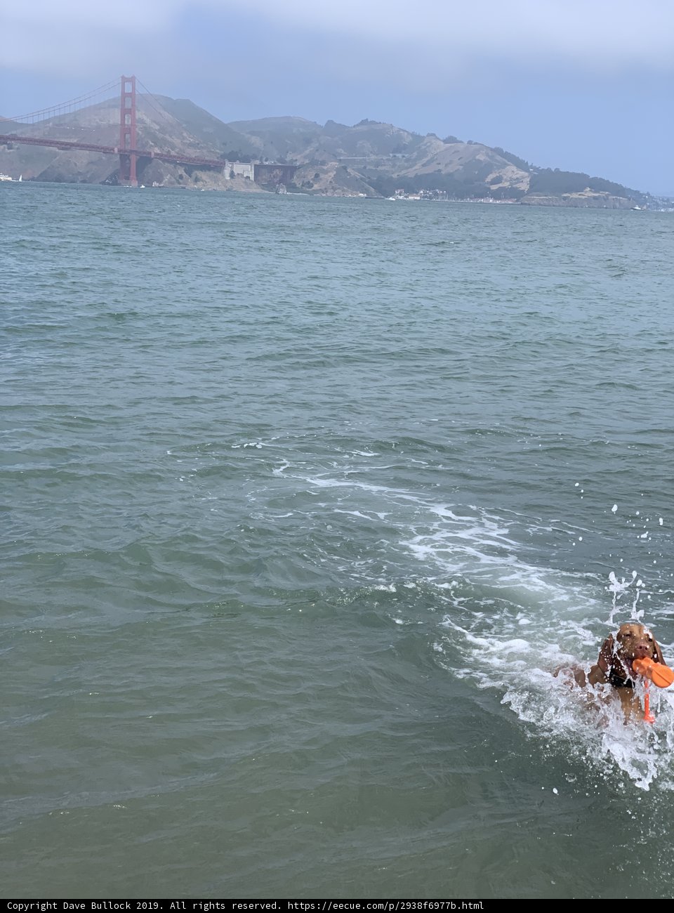 Splashing in the San Francisco Sea