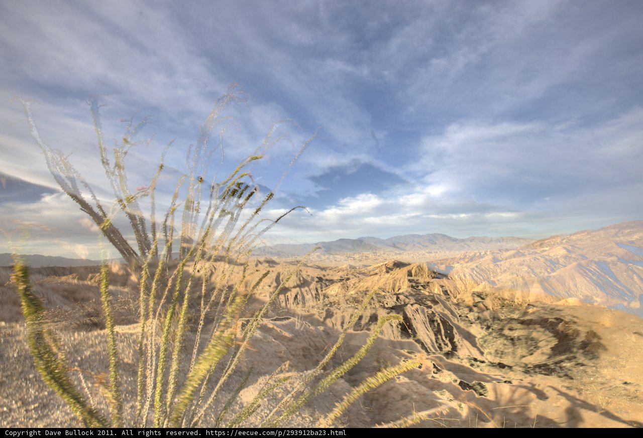 Towering Plant in the Anza Borrego Desert