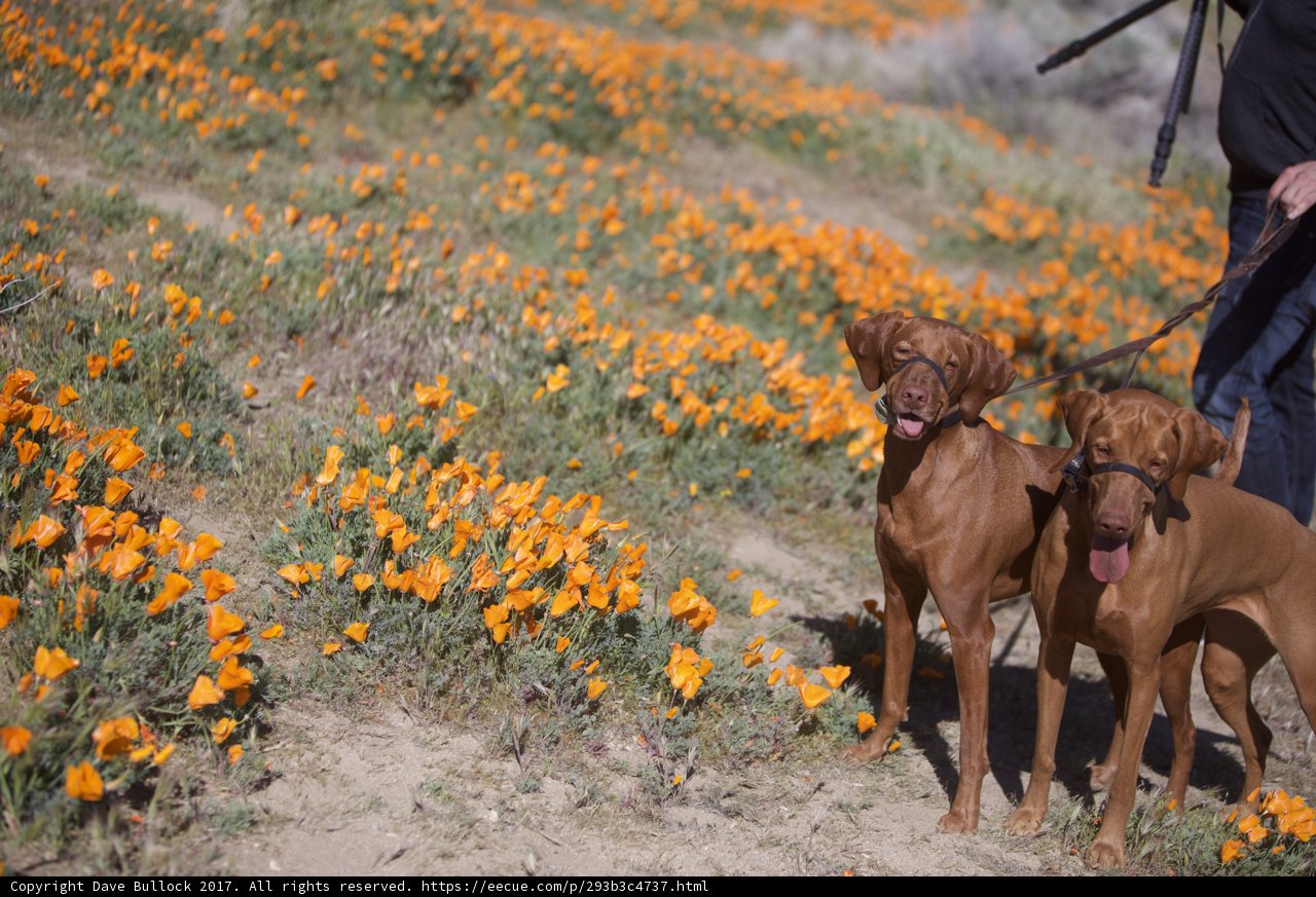 A Canine Adventure in a Field of Orange Flowers