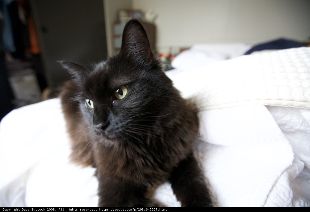The Regal Black Cat