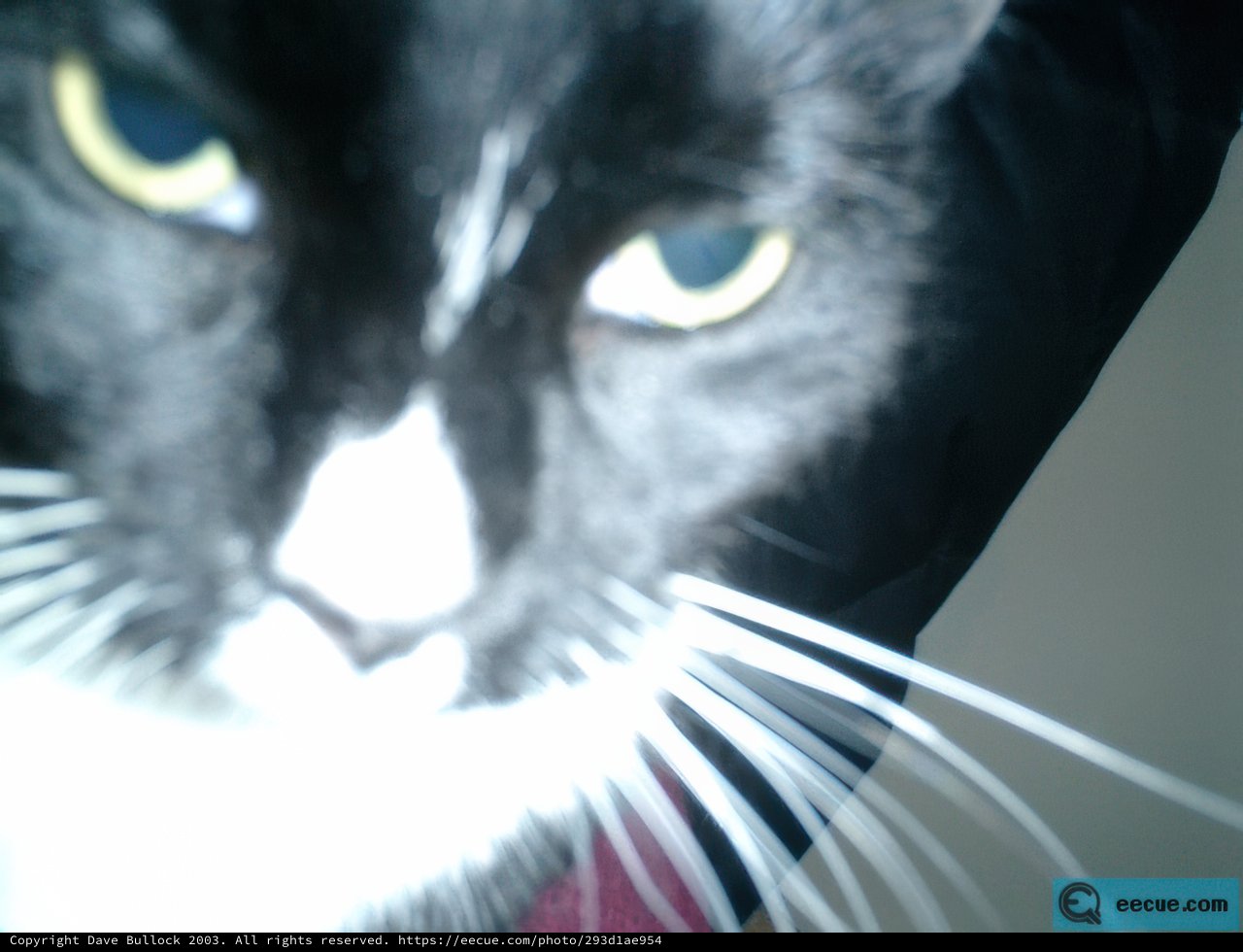 Mysterious Black Cat