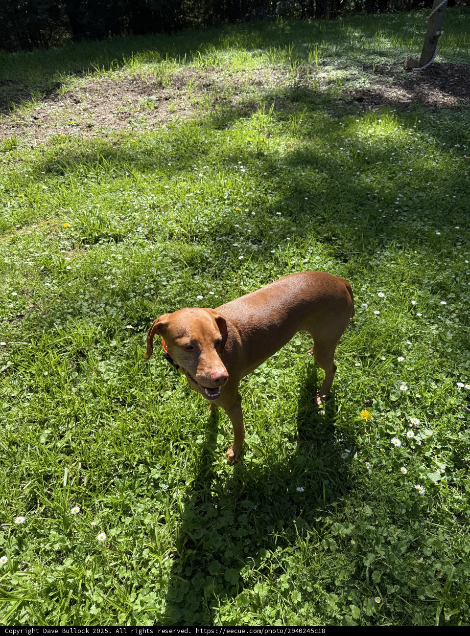 Sunlit Stroll in Guerneville
