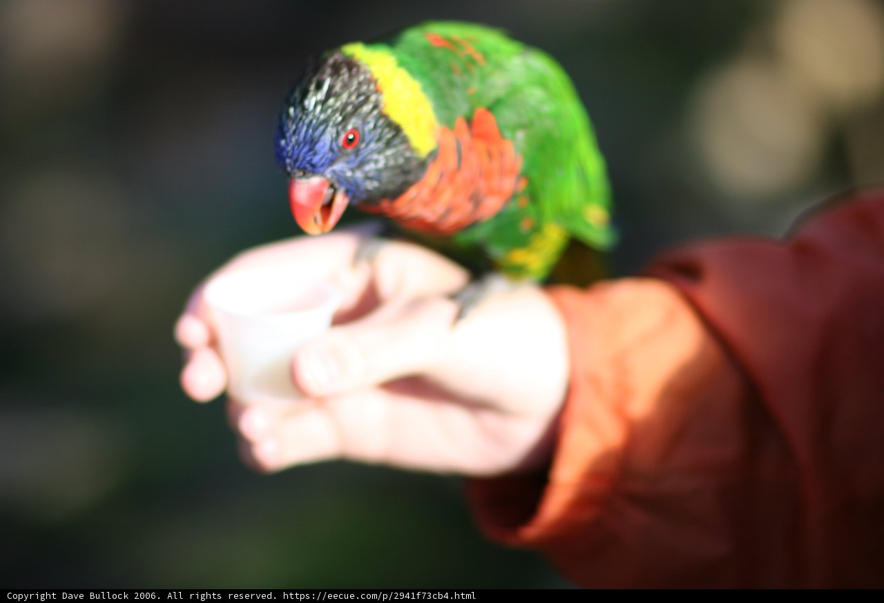 Colorful Parrot Perched on a Hand