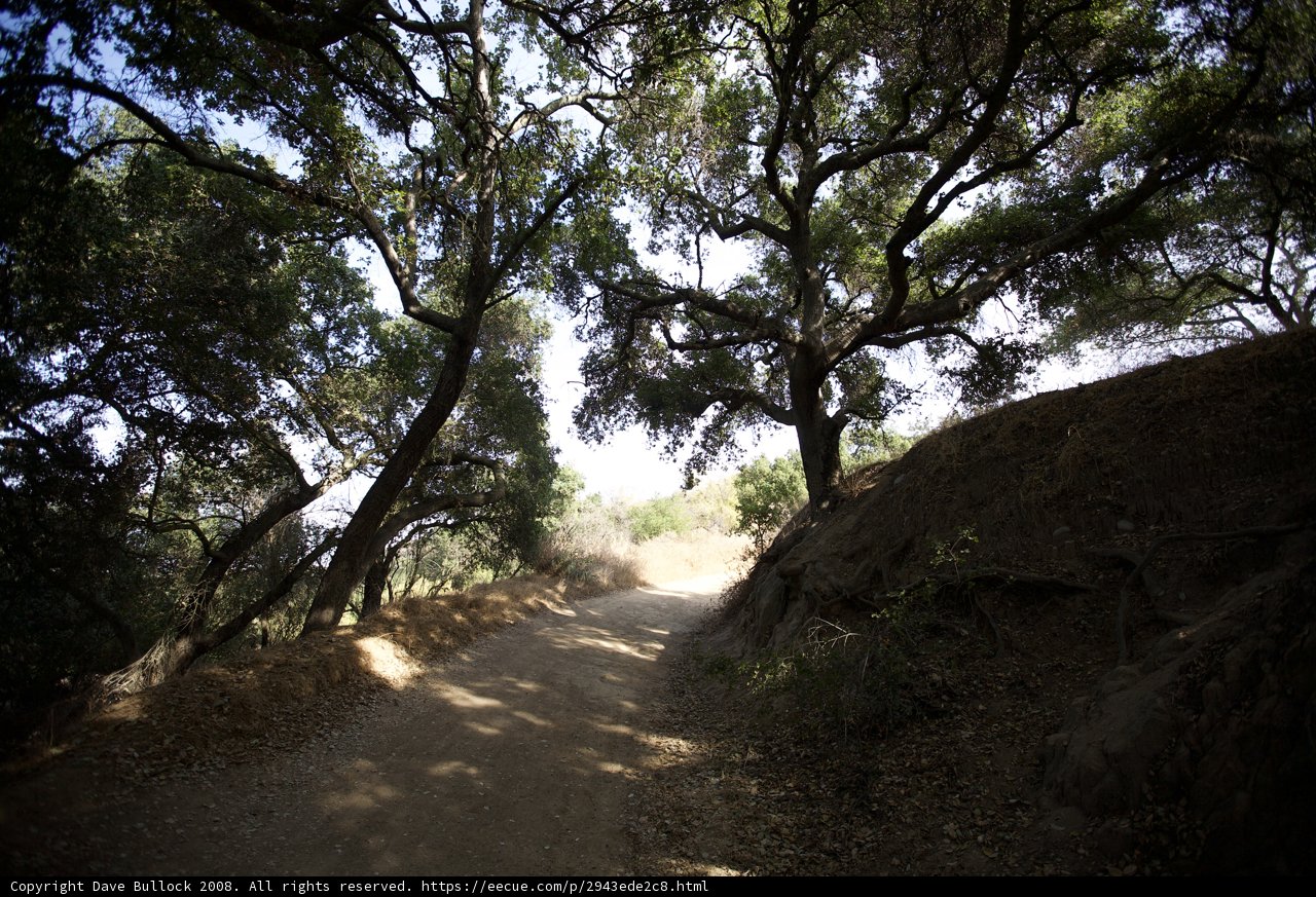 Gravel Trail through a Forest of Trees