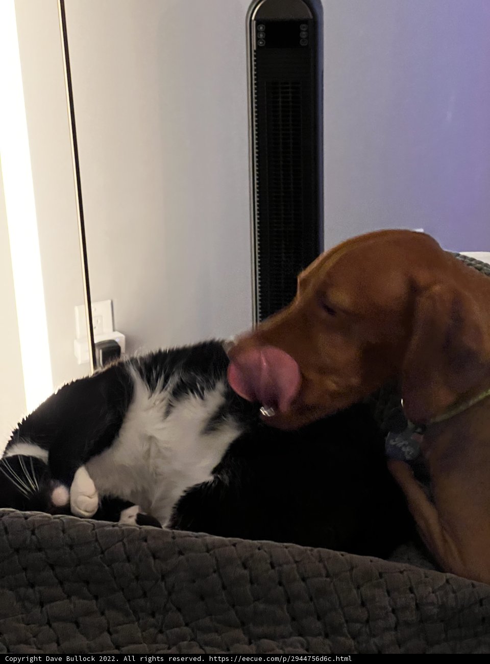 Furry Friends Unwind on the Bed