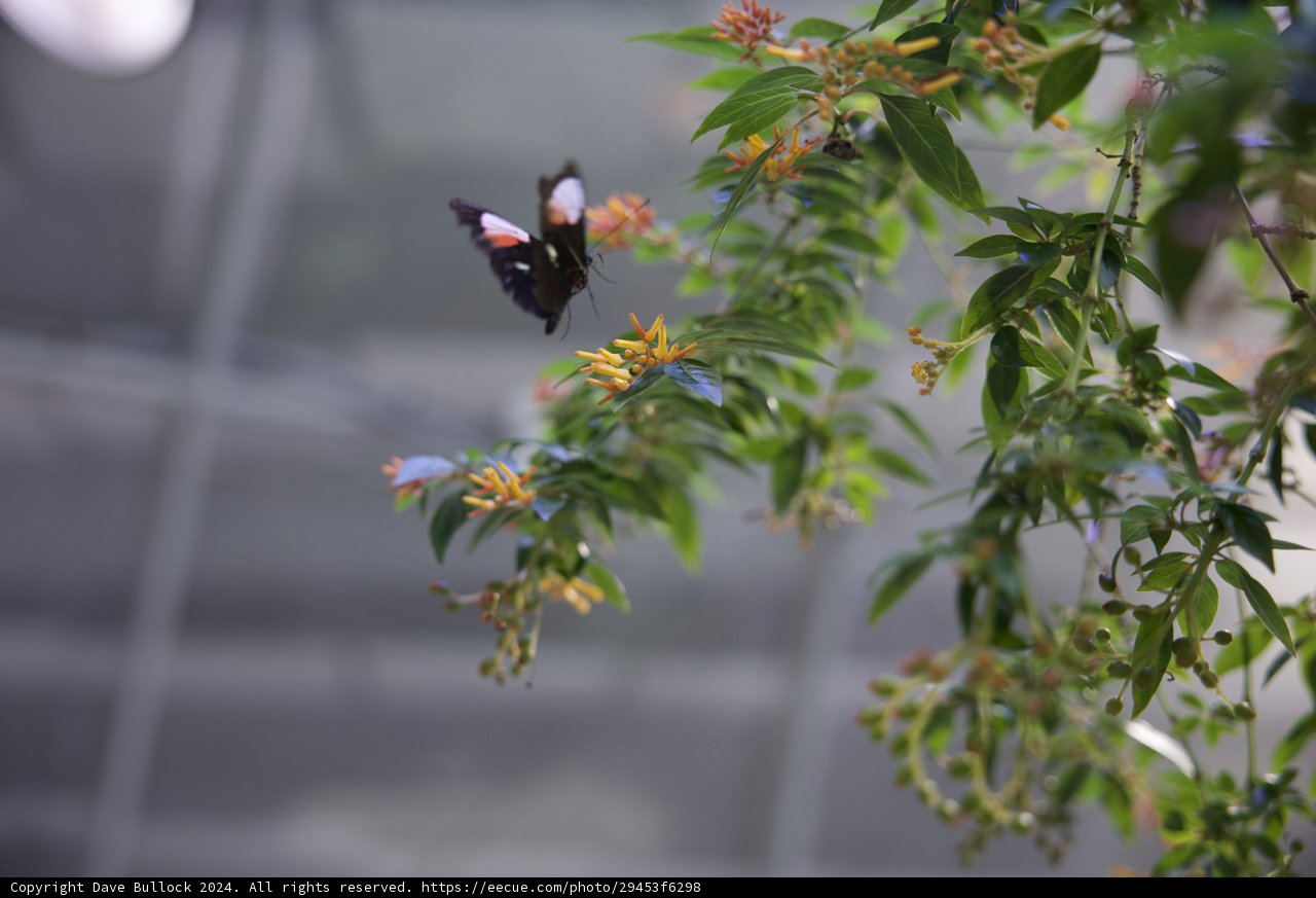 The Dance of Pollination