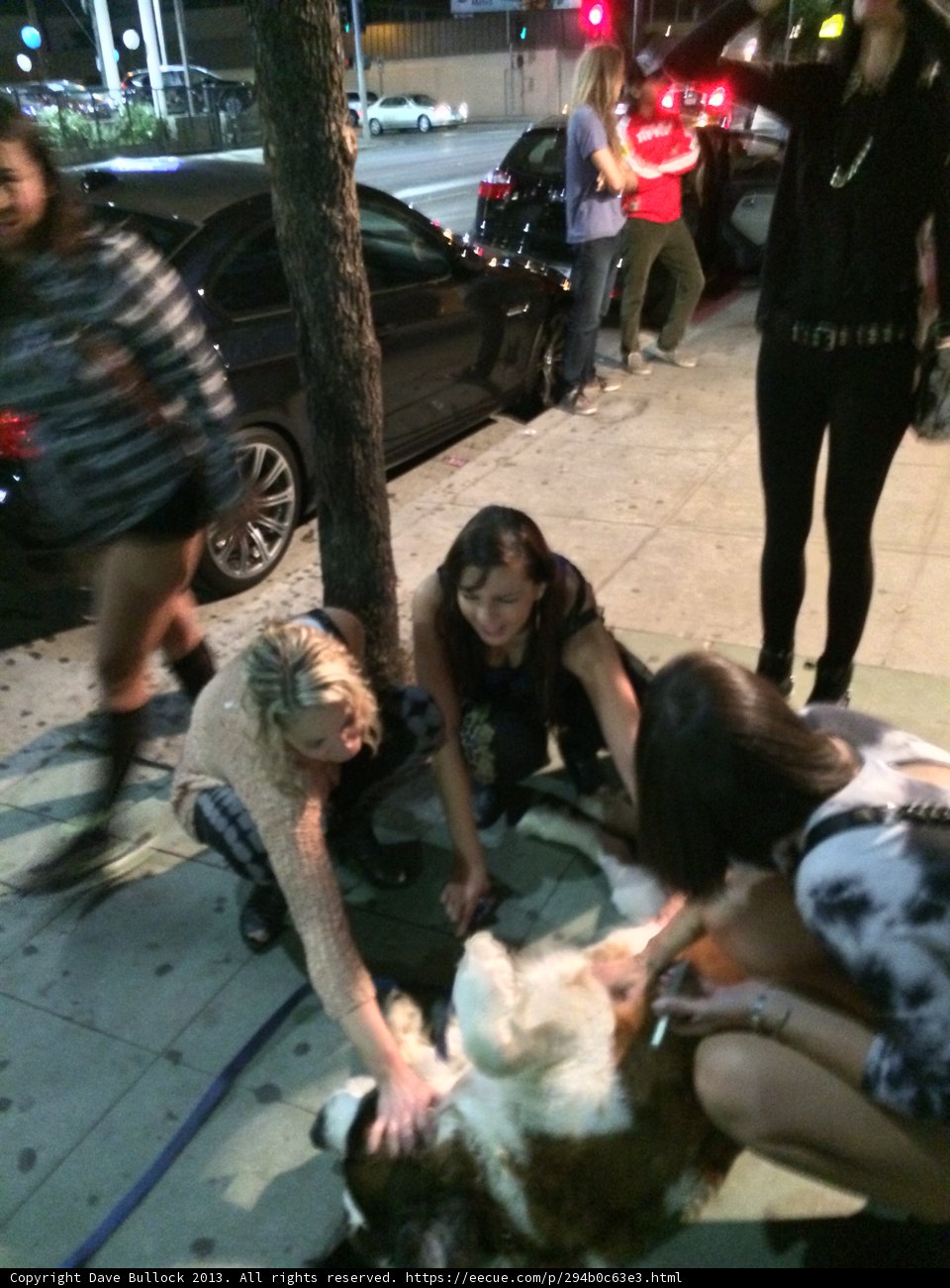Canine Encounter on the City Sidewalk