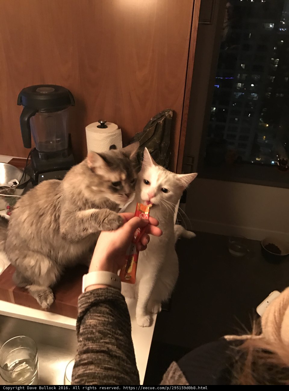 Feline Foodfight