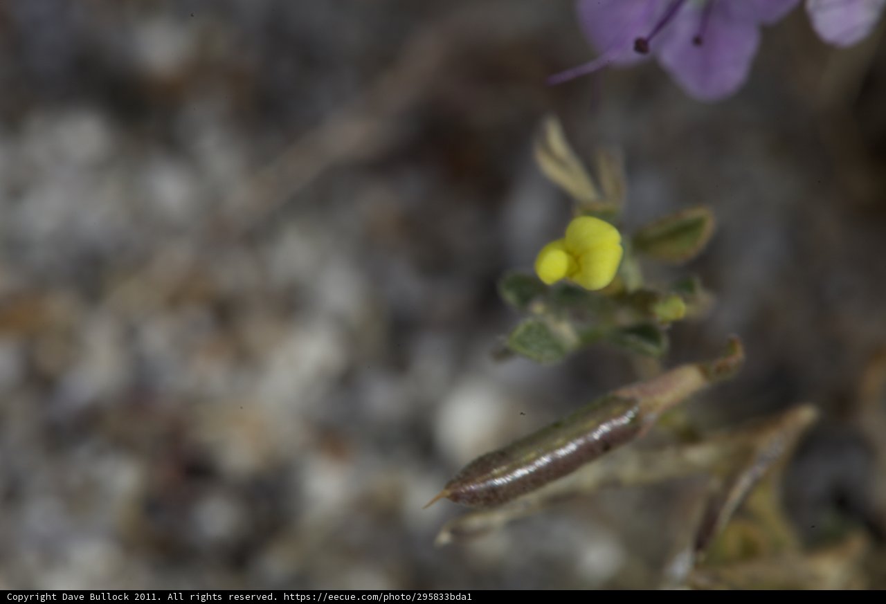 The Resilient Geranium
