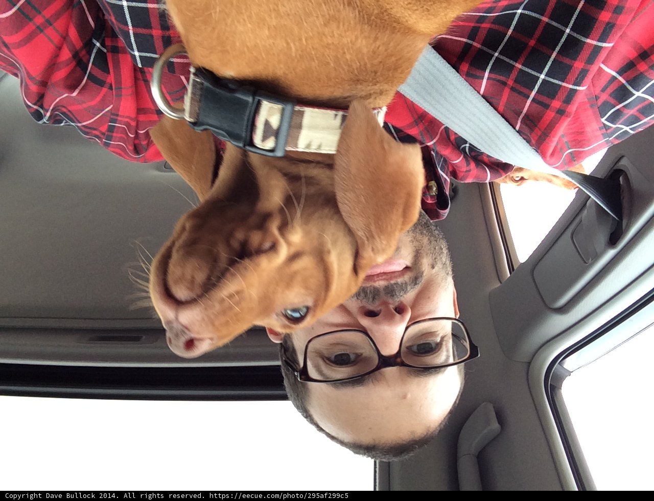 Man and Dog's Loving Bond