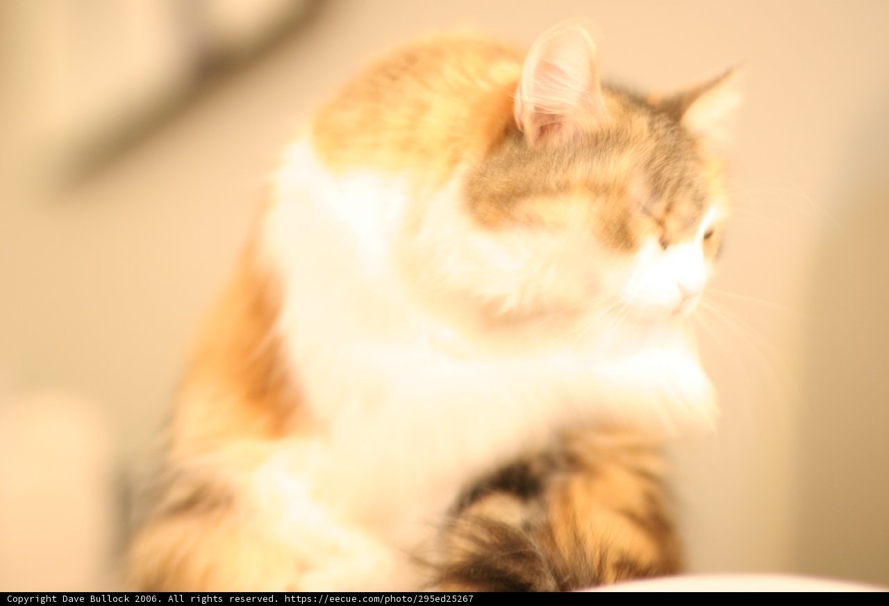 The Watchful Cat