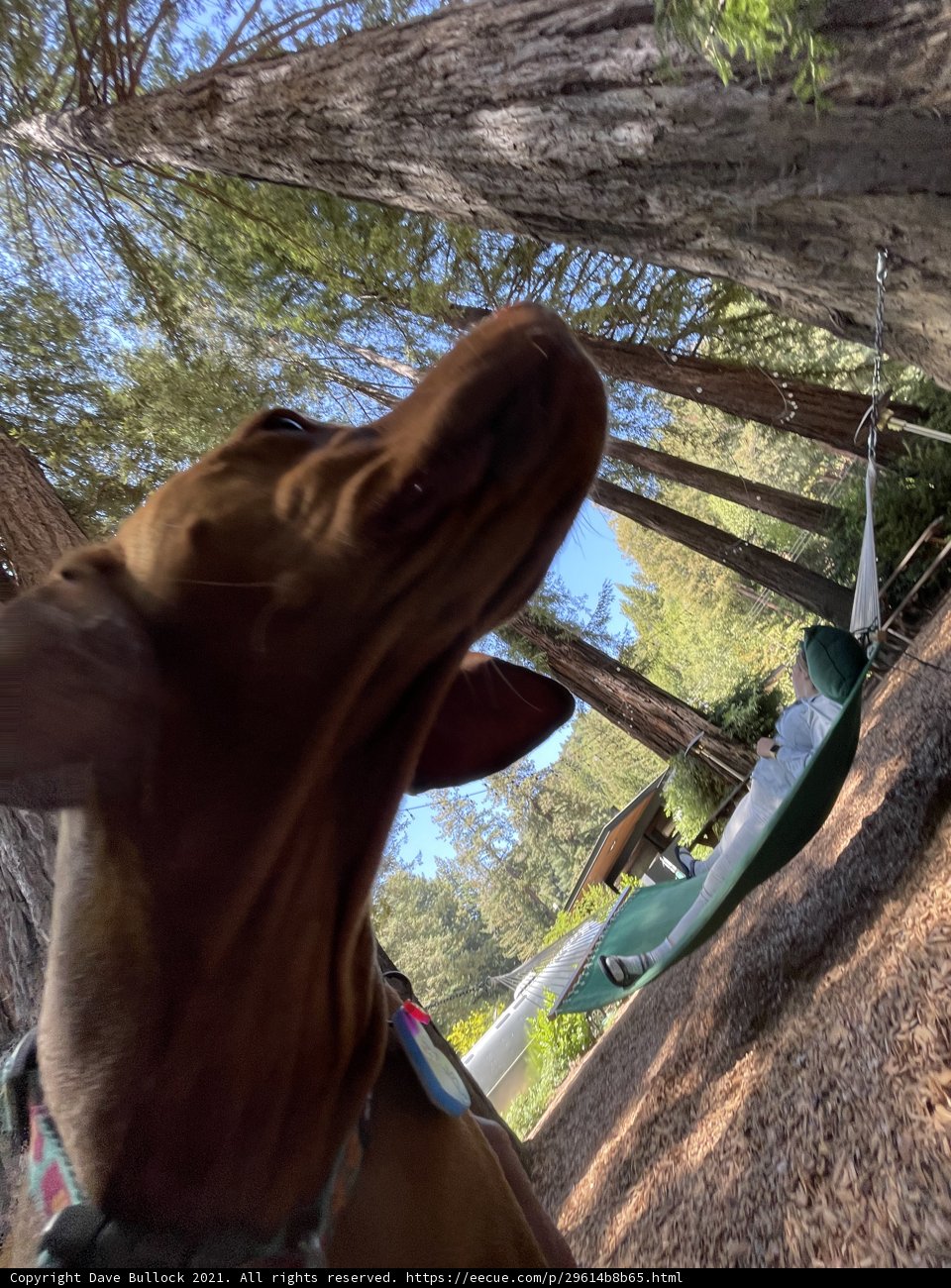 Puppy Admiring the Hammock in the Tree