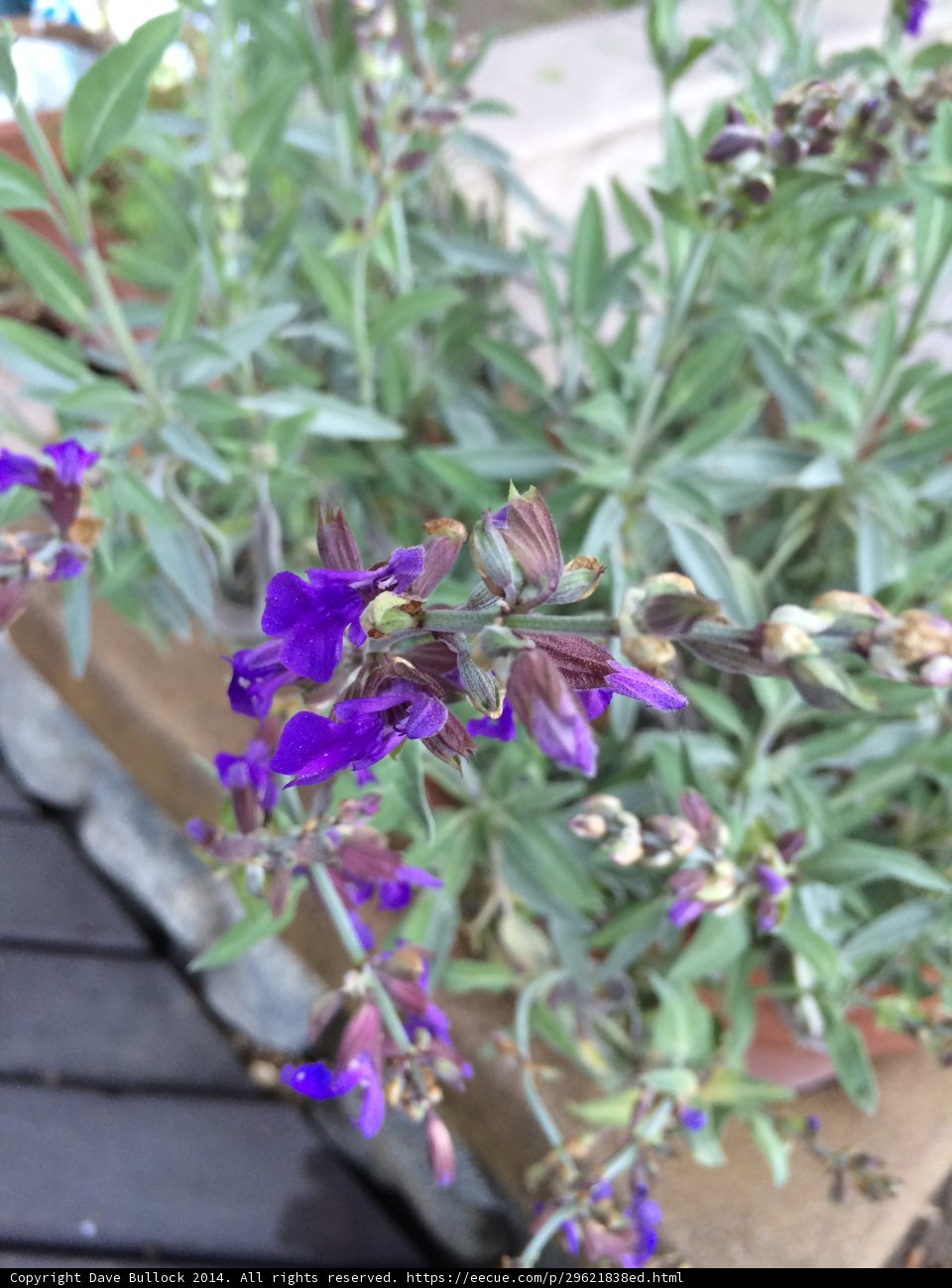 Purple Geraniums in Full Bloom