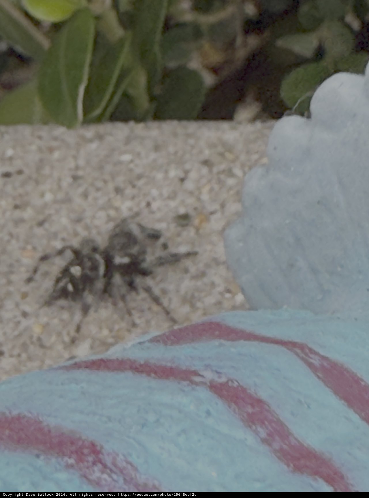 Spider Encounter on White Shoe Outdoors