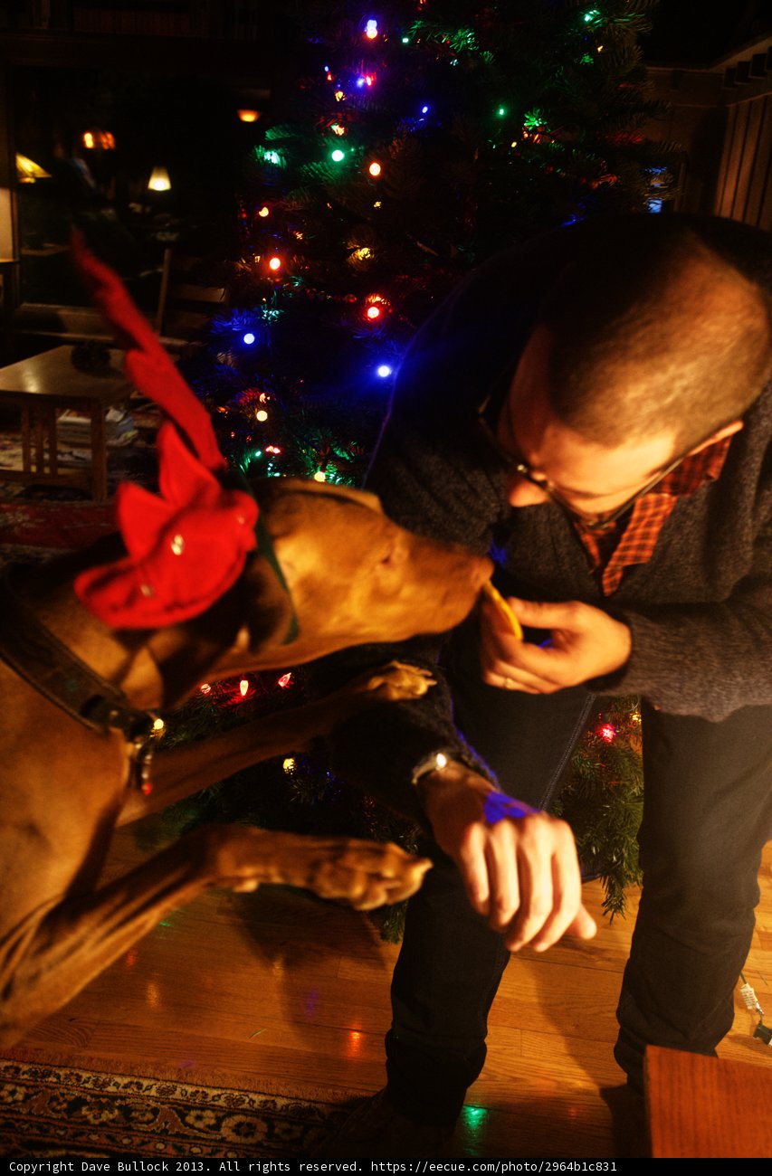 Man and his Canine Companion Pose by Christmas Tree