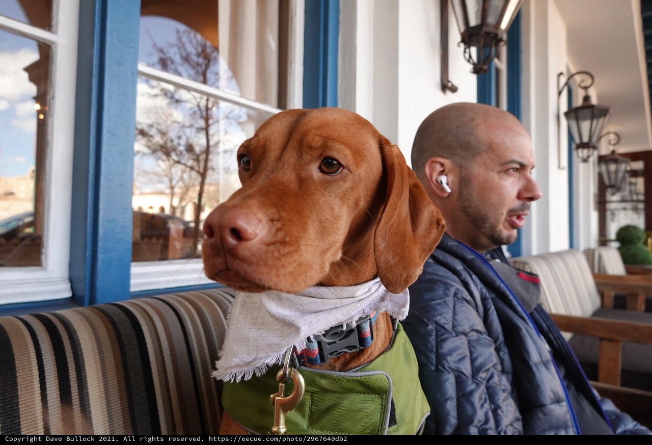 Dog and Owner Relaxing at Outdoor Cafe