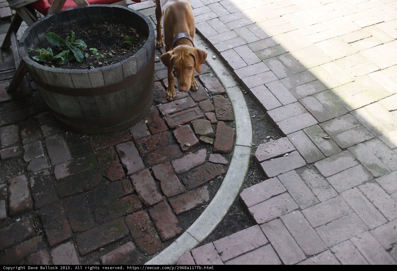 Potted Plant and Pup on Path