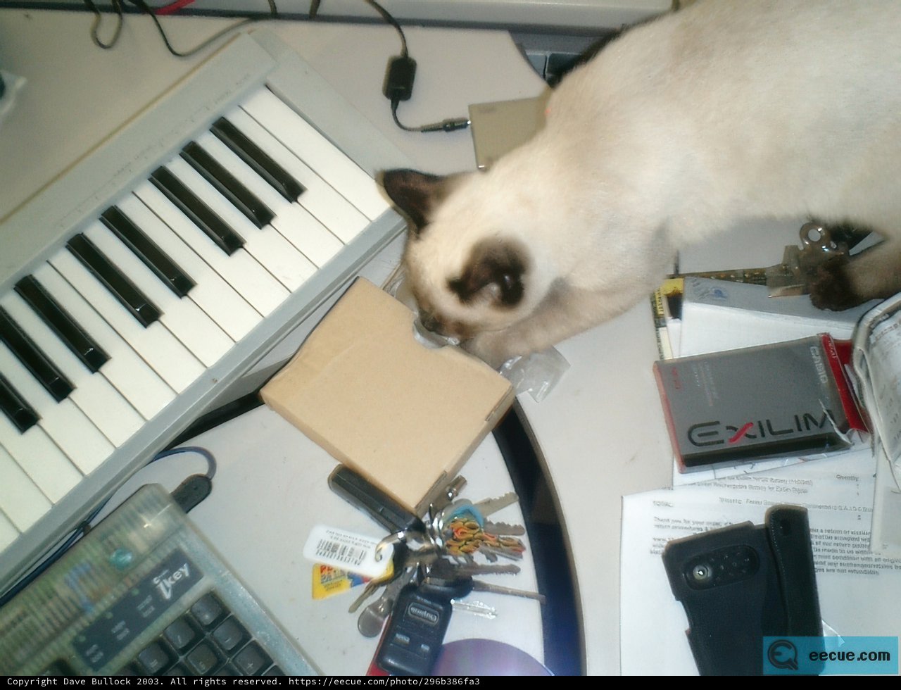 The Purrfect Workspace Companion