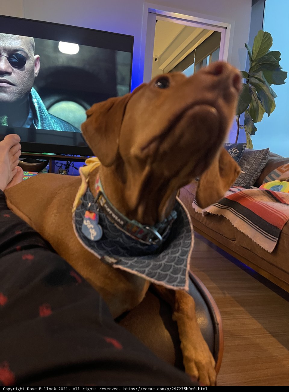Laurence Fishburne and His Canine Companion