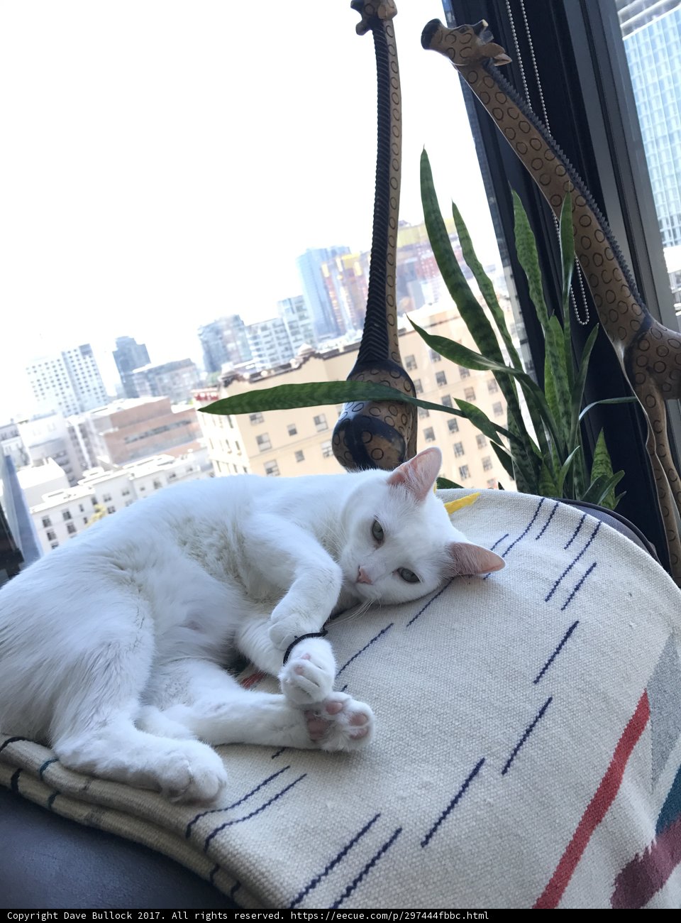 Window Cat