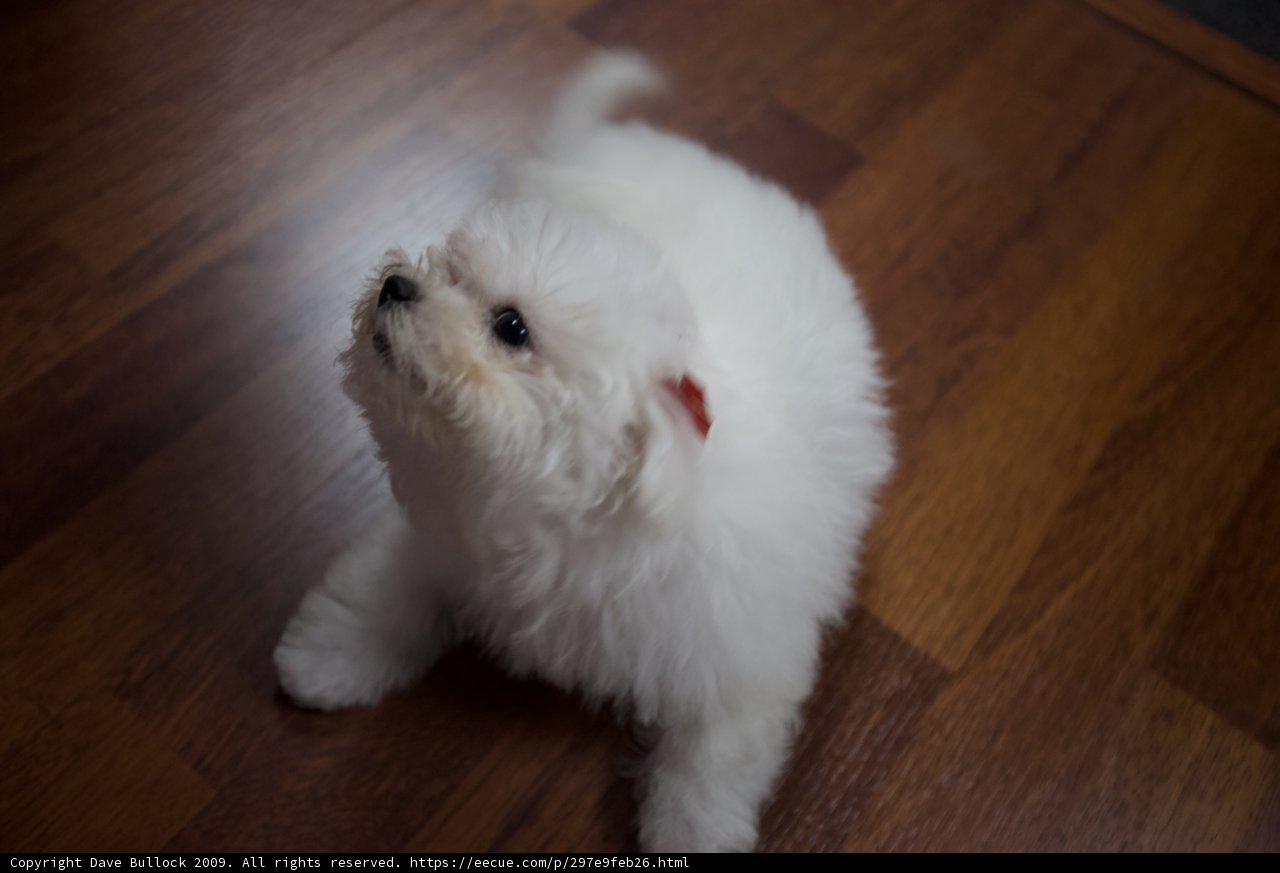 Petite Pup on Hardwood Floor