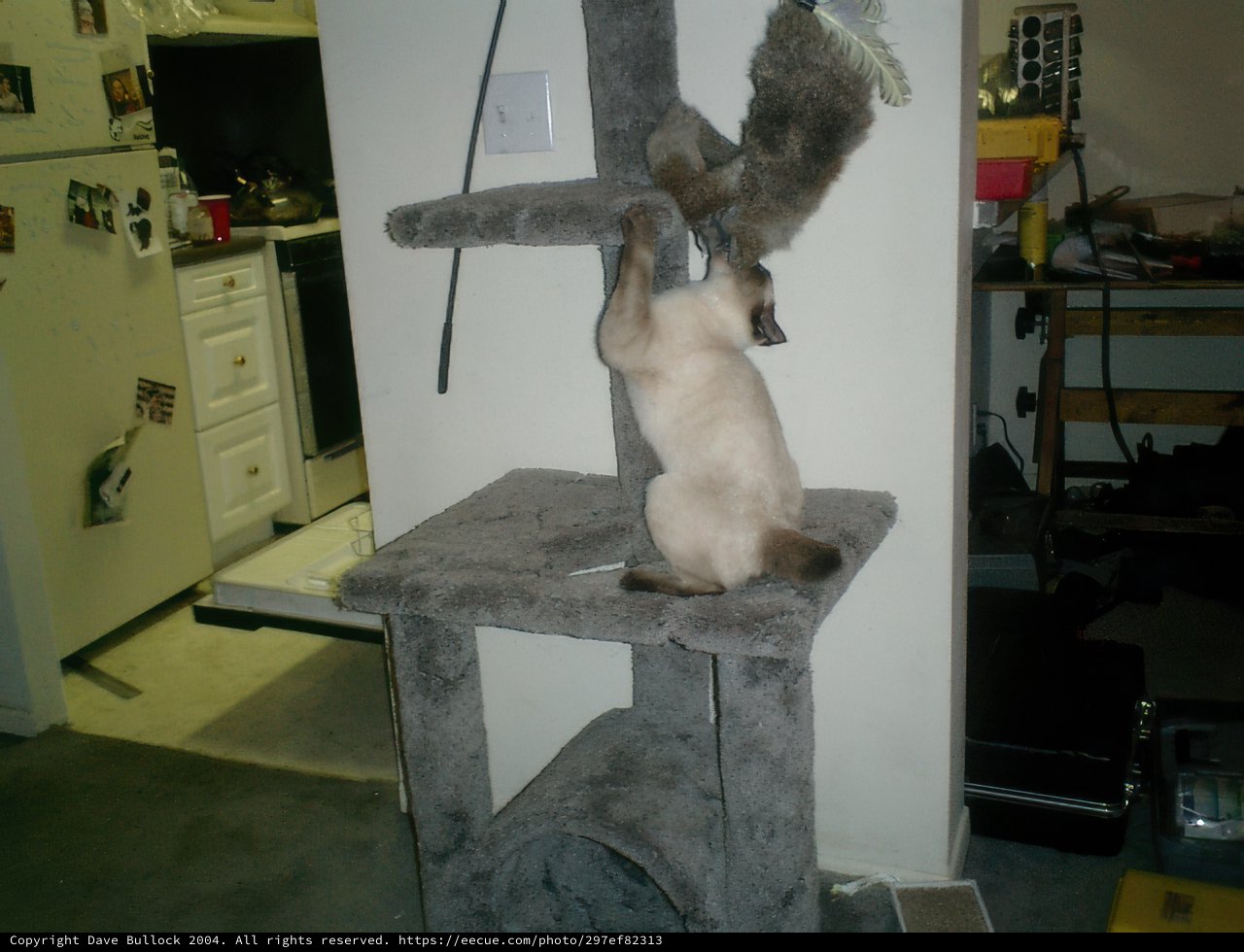 Feline Fun on a Cat Tree