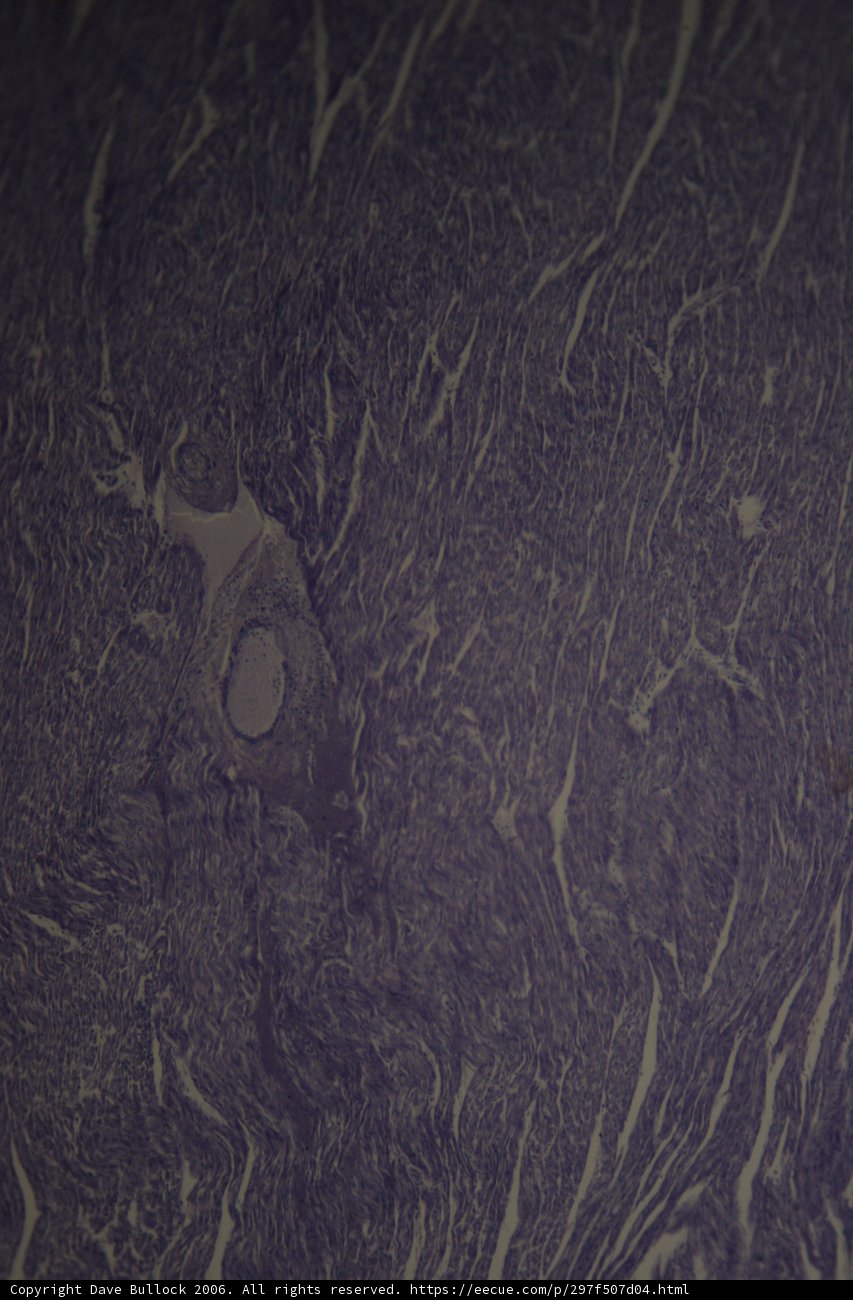 Purple Bear's Texture