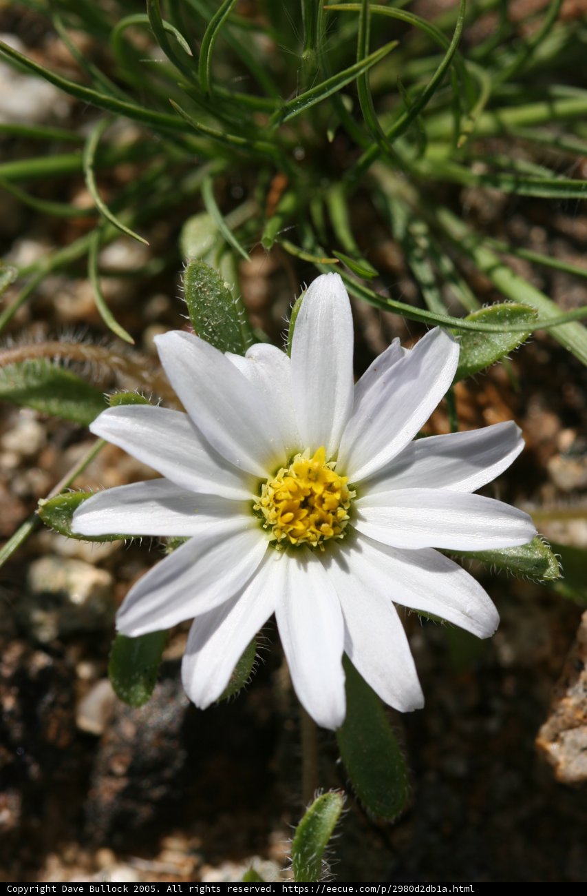 Sunny White Daisy
