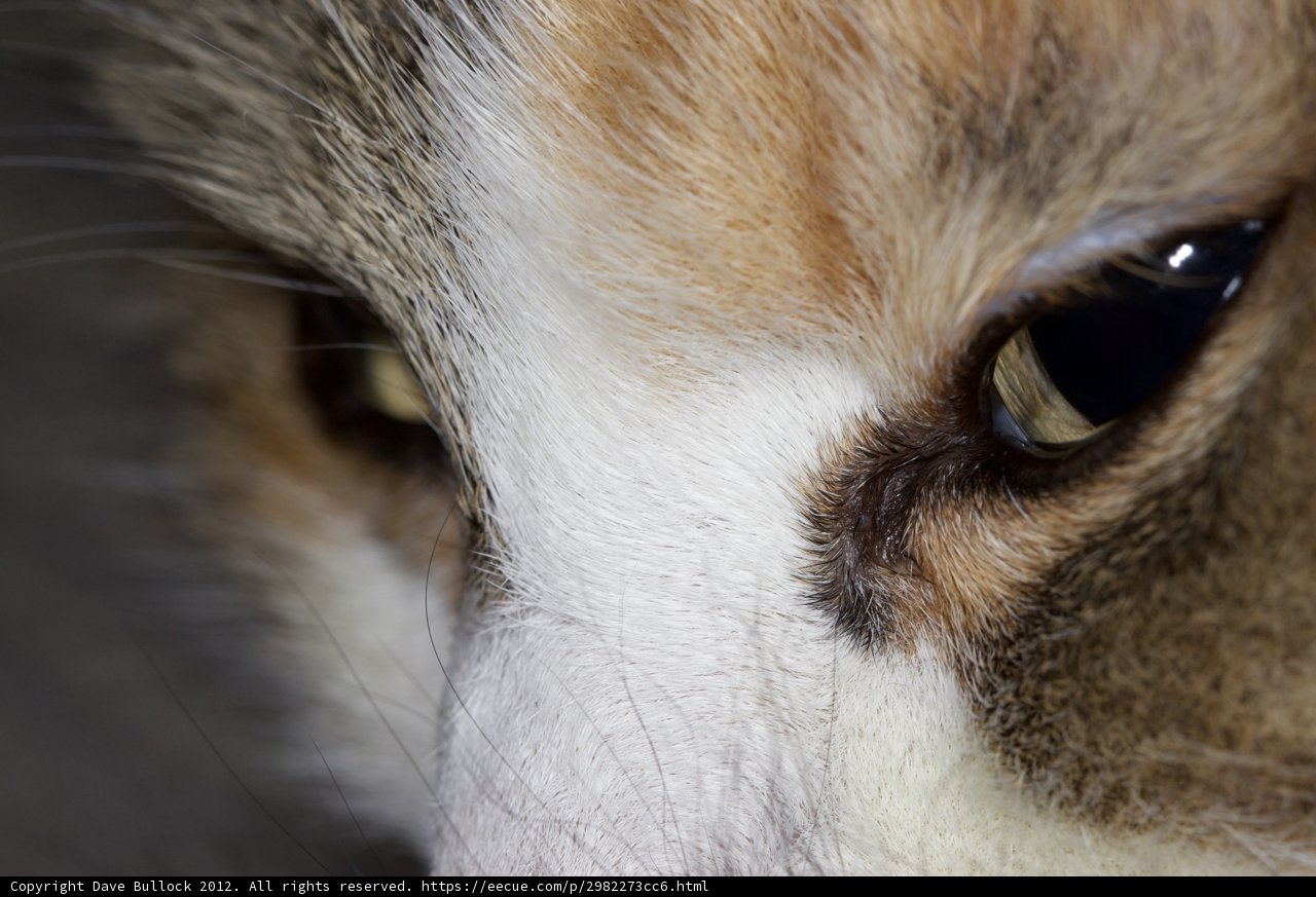 Feline Focus