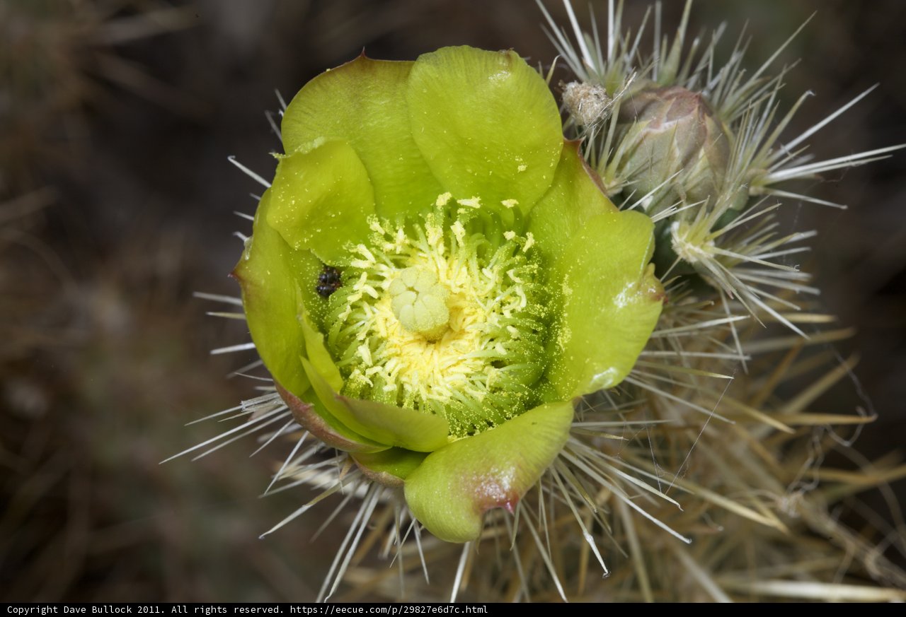 Buzzing on the Cactus Flower