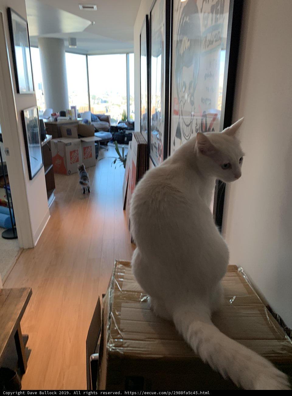 Regal Cat on Wooden Box