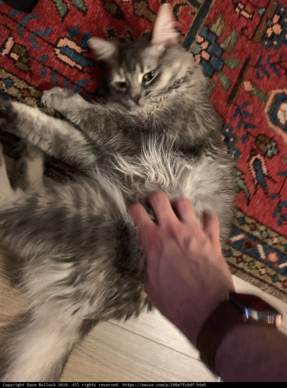 Cozy Evening with Feline Company