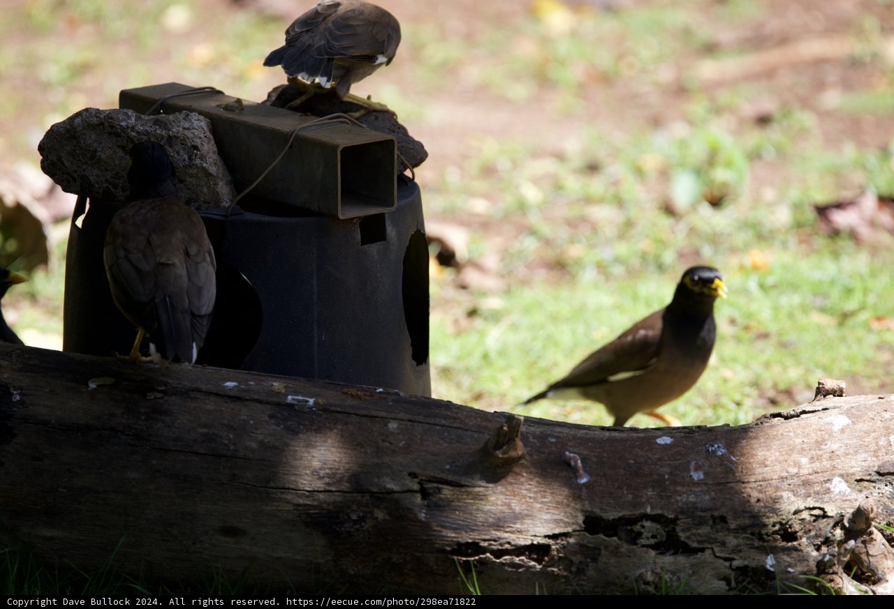 Avian Assembly at Honolulu Zoo