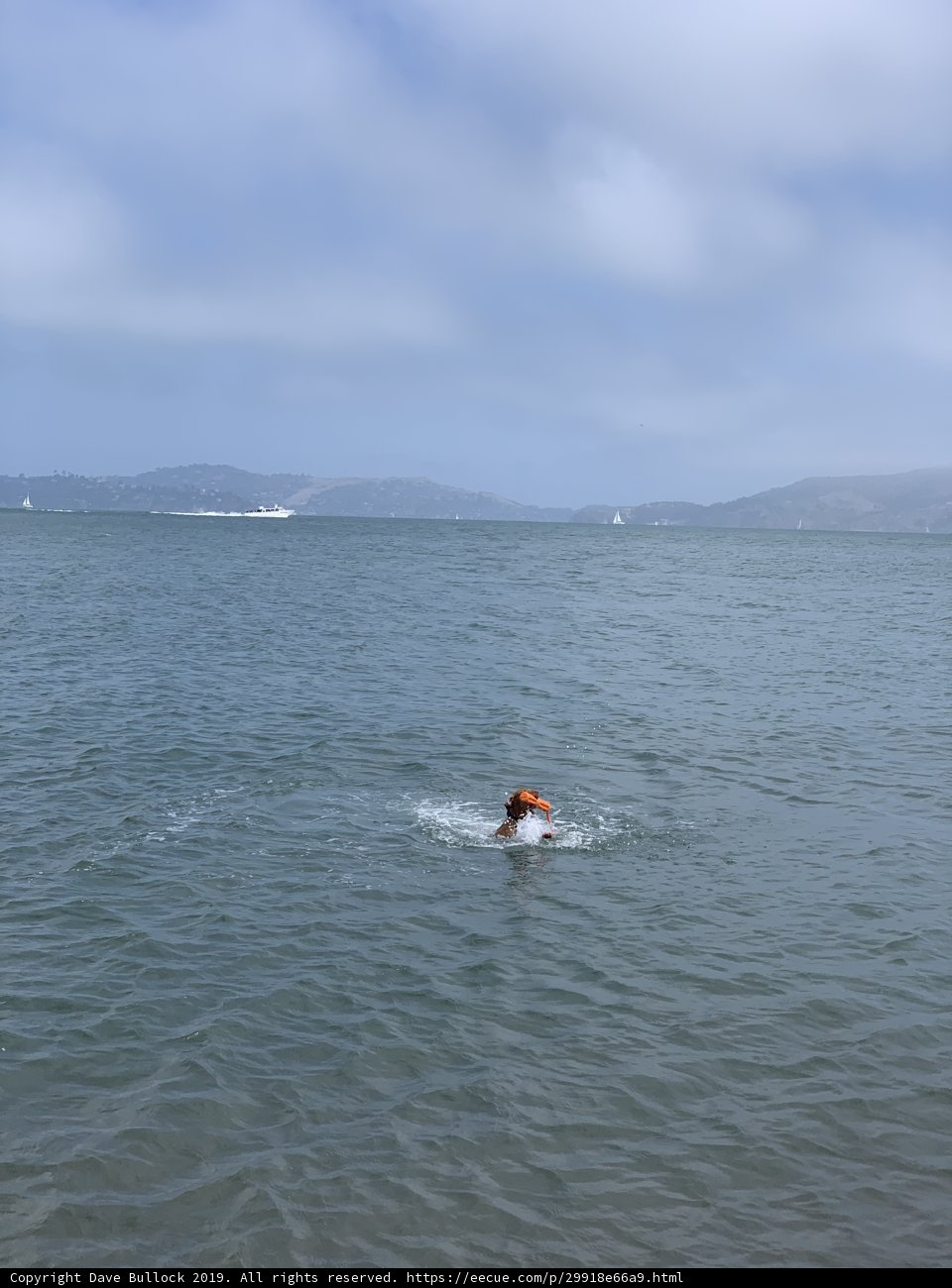 Dog Paddles in the Pacific