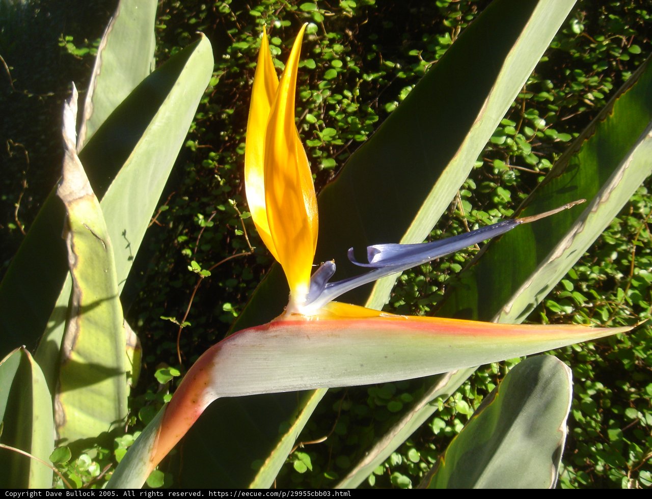A Blooming Bird of Paradise