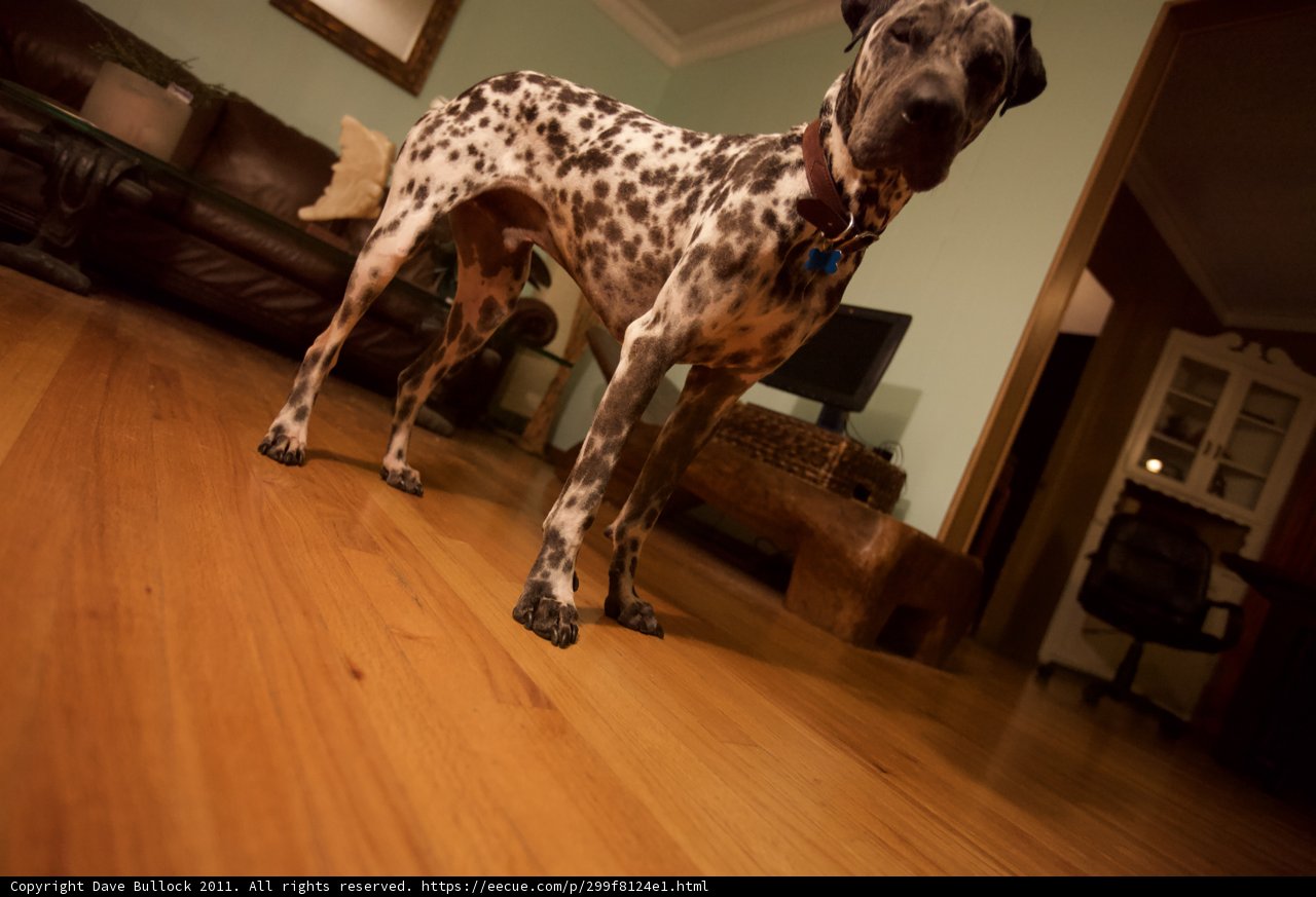 The Elegant Canine on Hardwood Floor