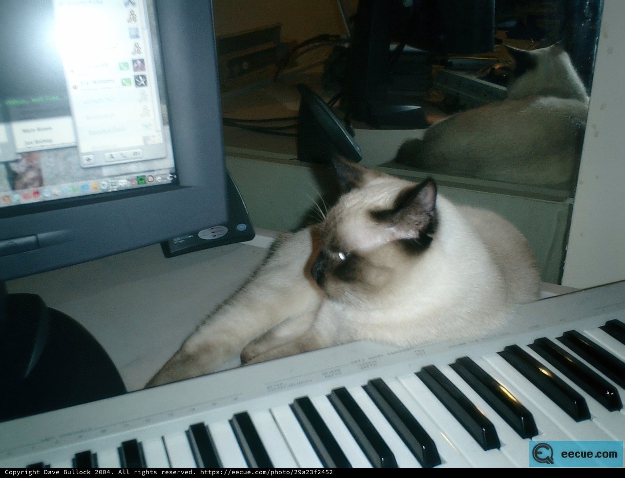 Keyboard Cat Nap