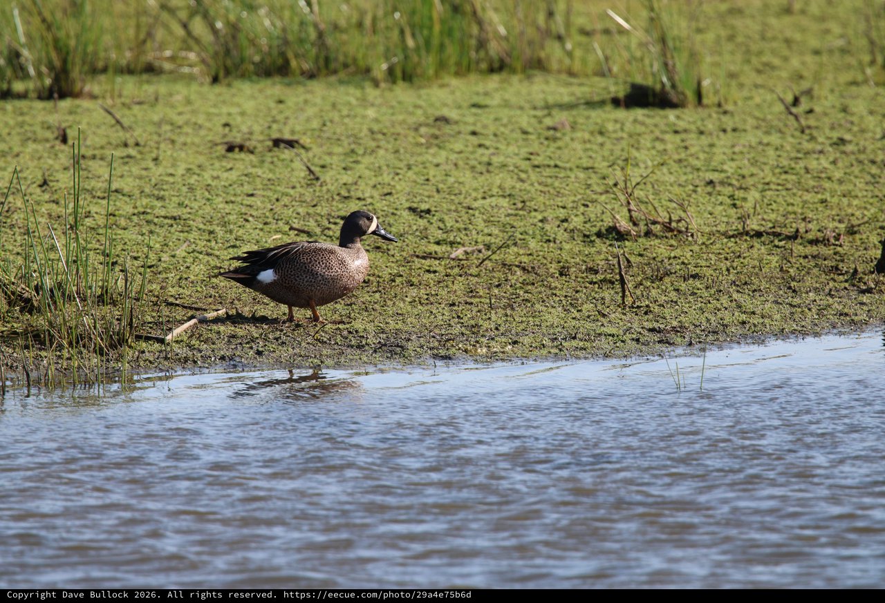 Blue-winged Teal Duck at Wetland Edge