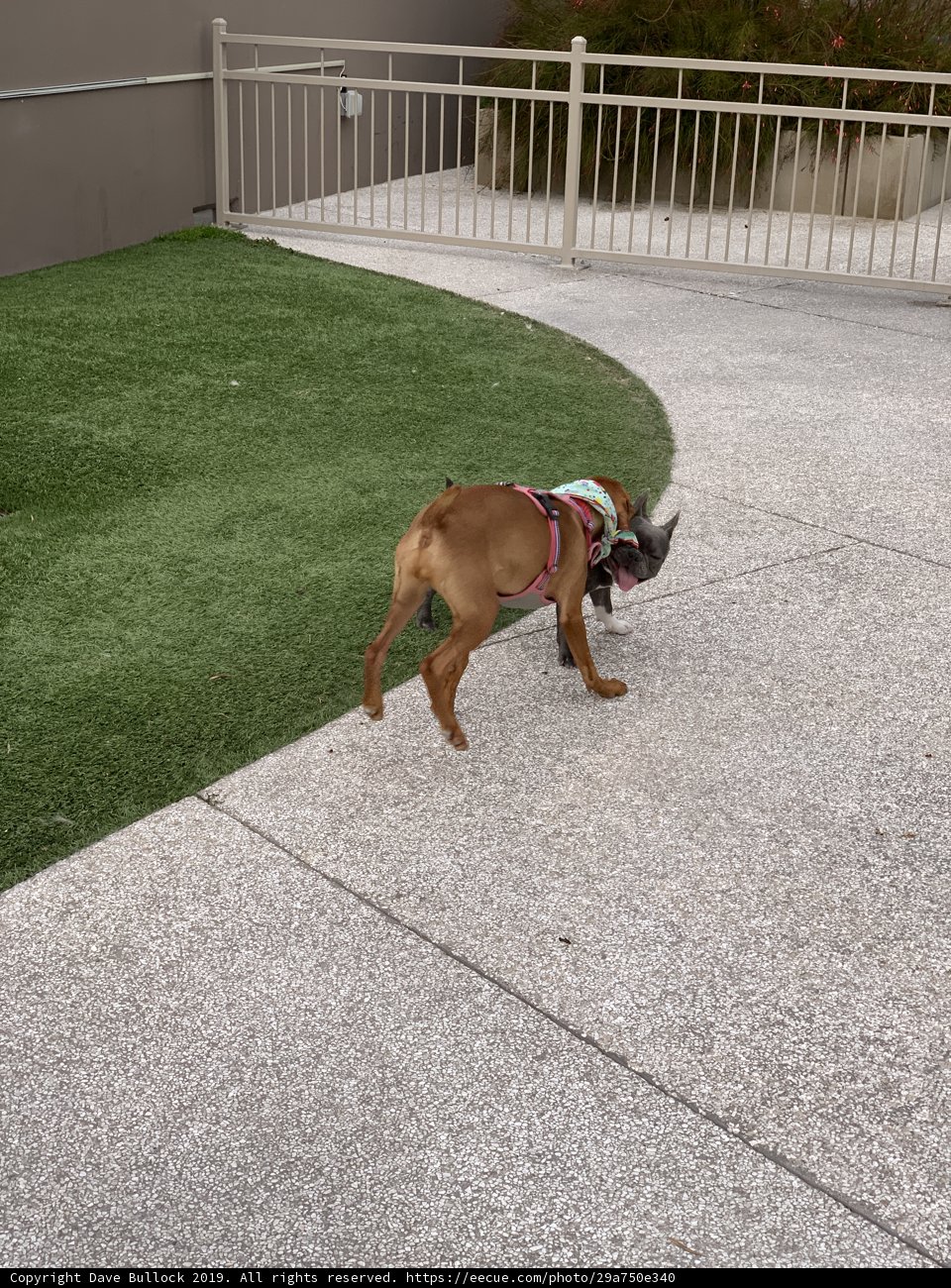A Boxer and Bulldog Walk by the Fence