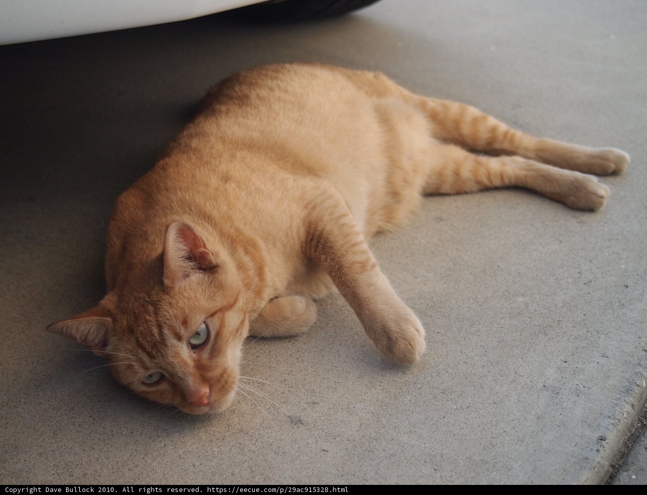 Lazy Cat next to the Car