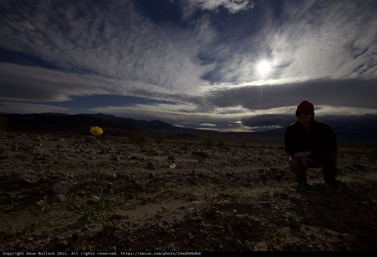 Solitary Desert Bloom Beneath a Dramatic Sky
