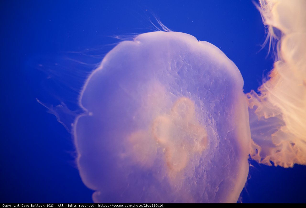 Mystical Swan Dive in Monterey Bay