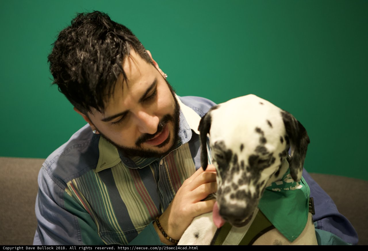 Man and his Loyal Dalmatian