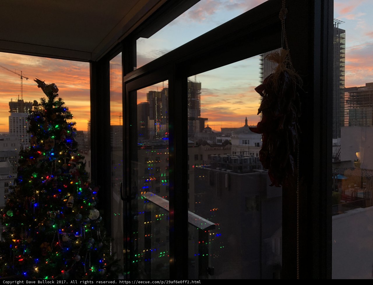 Festive Fir in City Window