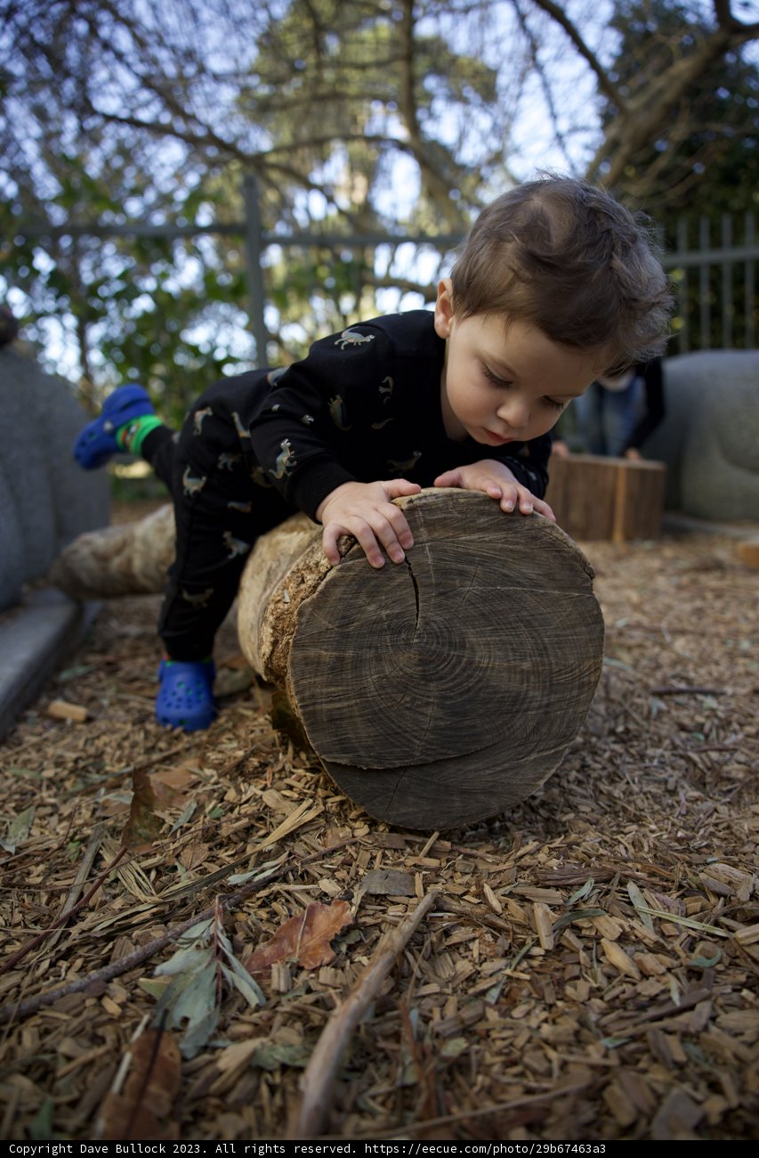 Innocence in the Heart of the Forest