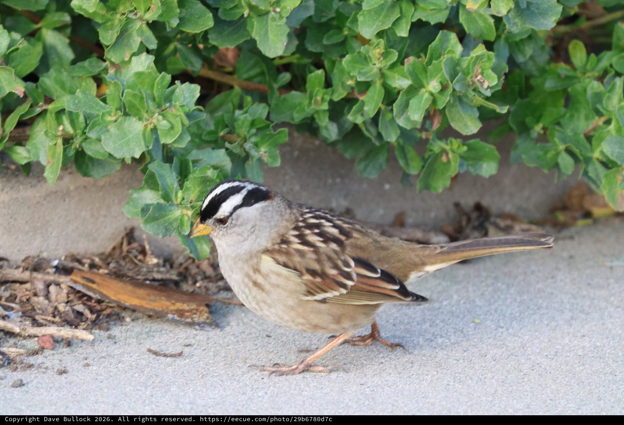 White-Crowned Sparrow Foraging Near Coastal Vegetation