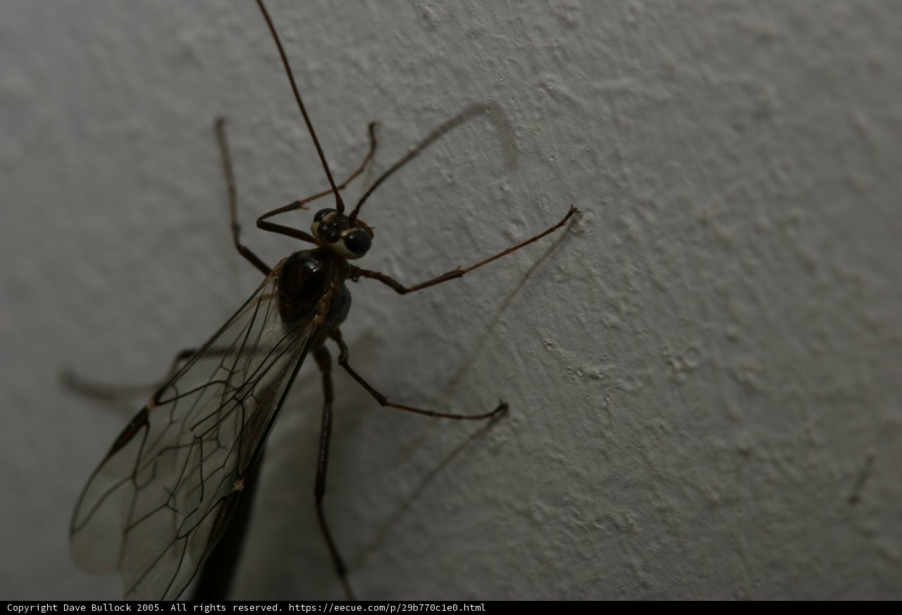 Elegant Long-Legged Insect